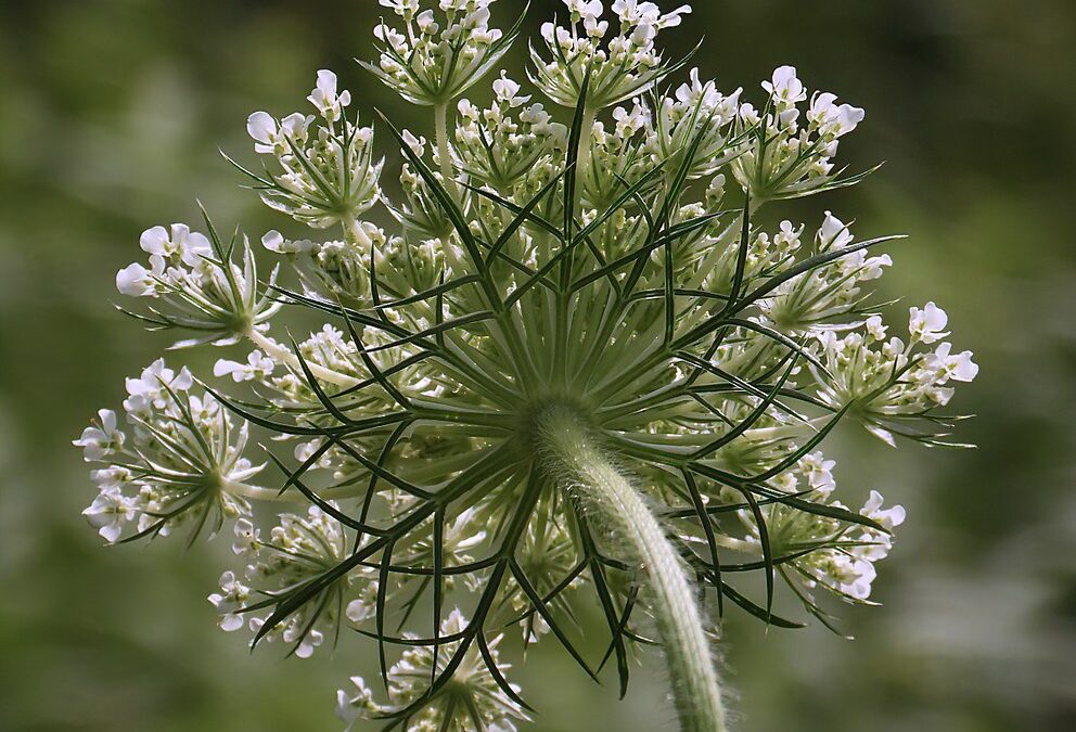 Photo of Queen Anne’s Lace with hairs on stem – Photo by Jo Zimny